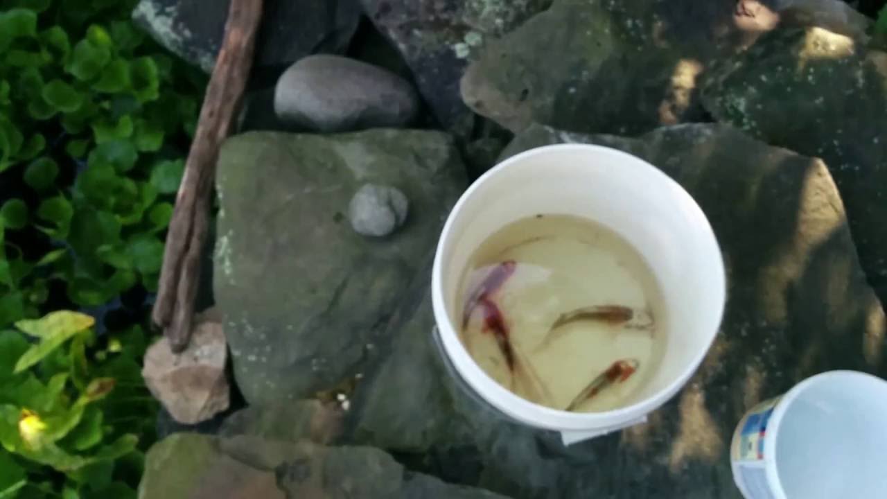 next day koi location Next Day Koi Unboxing [LIVE KOI UNBOXING!!]