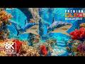Stunning Underwater Paradise 8K HDR – Colorful Sea Creatures &amp; Relaxing Sleep Ambience