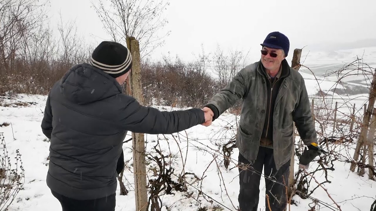 cîteva din Secretele VIŢEI de VIE. Cum se taie via primăvara?