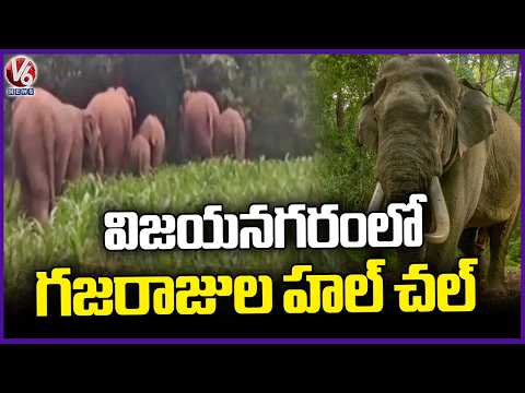 Elephant Group Creates Havoc In Vijayanagar | AP | V6 News - V6NEWSTELUGU