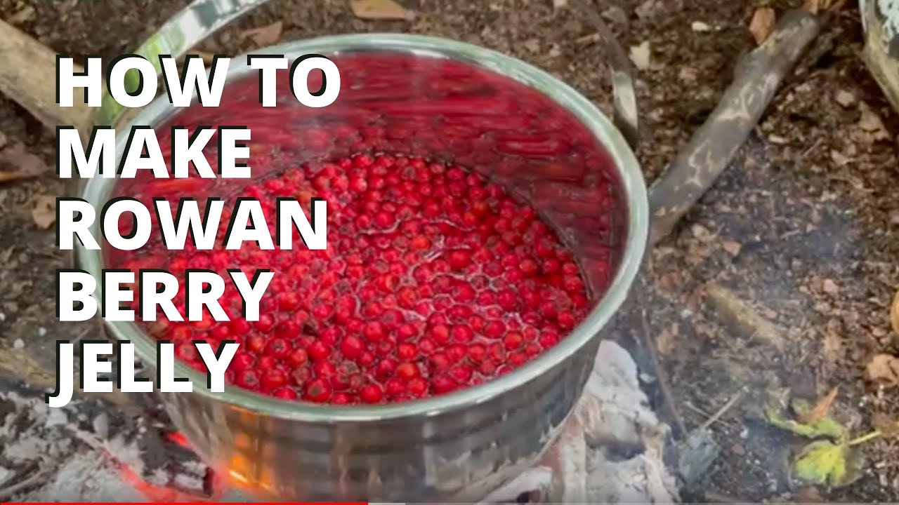 How to Make Rowan Berry Jelly YouTube