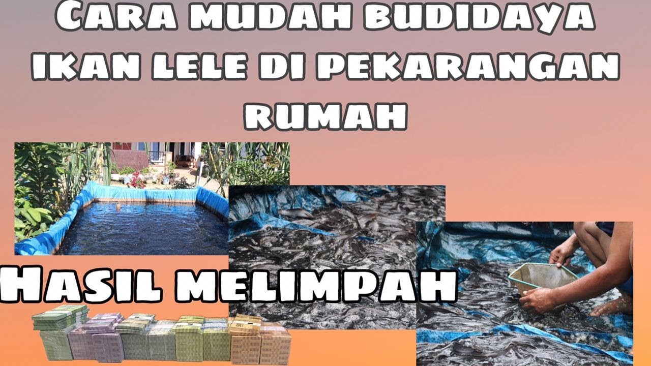 CARA BUDIDAYA LELE DALAM TERPAL, MUDAH, DAN PRAKTIS 