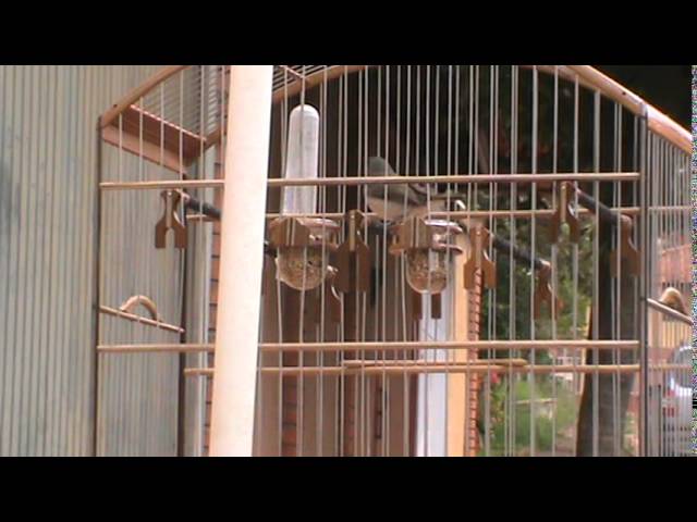 Canto De Coleiro Tui Tui Grego Coleiro Grego Bom De Mato Youtube