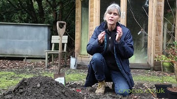 Planting betulas in 3