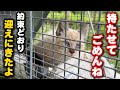 トンビに狙われた子猫を保護しました
