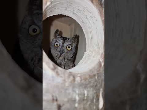 Video: Splyushka adalah burung hantu yang bernyanyi