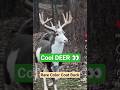 Rare Buck sighting. #deer #deerhunting #deerseason #mothernature #animals #hunting #wildlife #rare