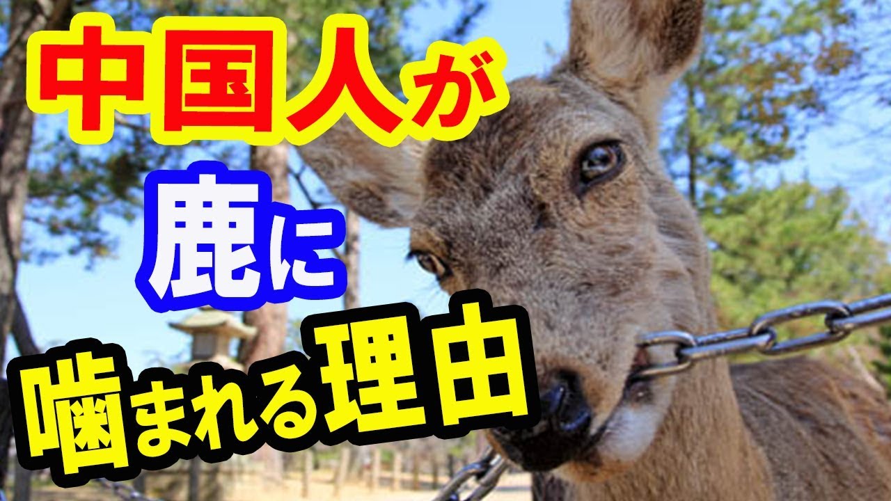 海外の反応 奈良公園 シカに噛まれた中国人観光客が多い理由 Youtube 海外の反応 奈良公園 シカに噛まれた中国人観光客が多い理由 Youtube