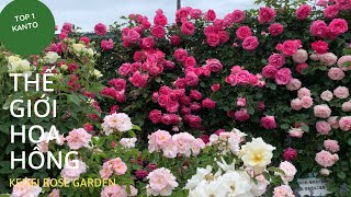 KEISEI ROSE GARDEN - VƯỜN HỒNG ĐẸP NHẤT KANTO NHẬT BẢN