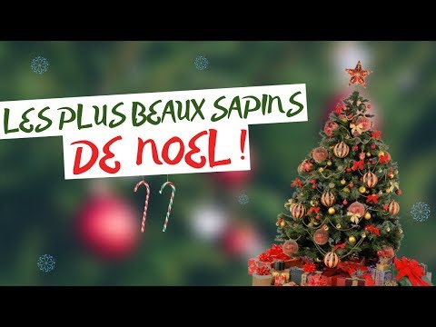 Vidéo: Les sapins de Noël les plus beaux et les plus chers du monde
