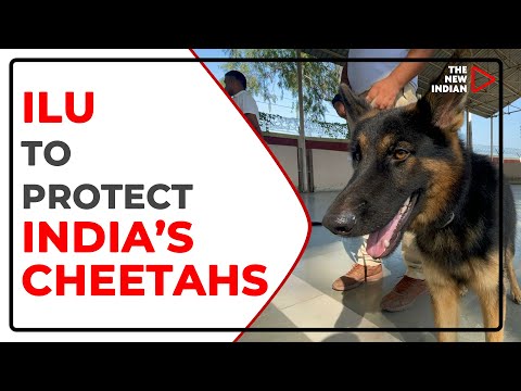 This German Shepherd Will Protect India's Cheetahs At Kuno