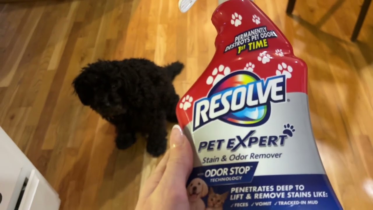 Resolve Pet Expert Stain and Odor Remover, Carpet Cleaner, Pet Stain Cleaner on Amazon