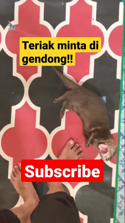 Download lagu Otter/Berang Berang Teriak Minta Di Gendong!! #berangberang #short #funny