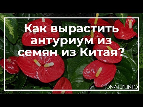 Как вырастить антуриум из семян из Китая? | toNature.Info