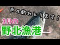 018 【糸島 3月の野北漁港 釣り場状況】今月も定期探索してます！野北漁港！fukuoka japan fishing club in nokita fishing port