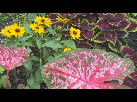 Video: Vides Perennes En El Jardín