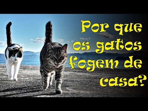 Vídeo: Os gatos morrem fora de casa?