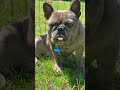 FRENCHIE BLUE IS JUST A BABY FRENCH BULLDOG BLUE ALEXANDER #frenchie #frenchies #frenchbulldog