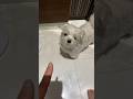 トイレに来た犬に退場を命じました🐶#shorts
