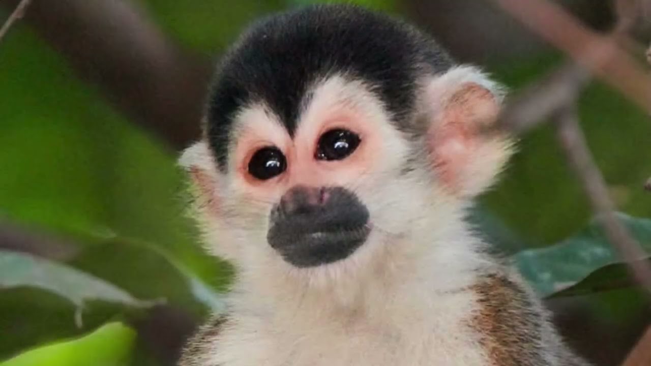 Pickleball retreat in Costa Rica with Pickleball Terry. Drills and thrills. Guided tours. Dec 9-16