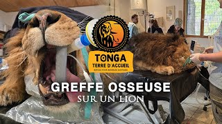 Greffe osseuse sur un lion
