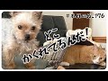 本日のぬこ176【隠れる猫】猫は狭いところが好き、ヒゲが許す限りどんどん狭いところへ入っていく…犬もタジタジ。