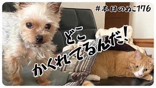 本日のぬこ176【隠れる猫】猫は狭いところが好き、ヒゲが許す限りどんどん狭いところへ入っていく…犬もタジタジ。