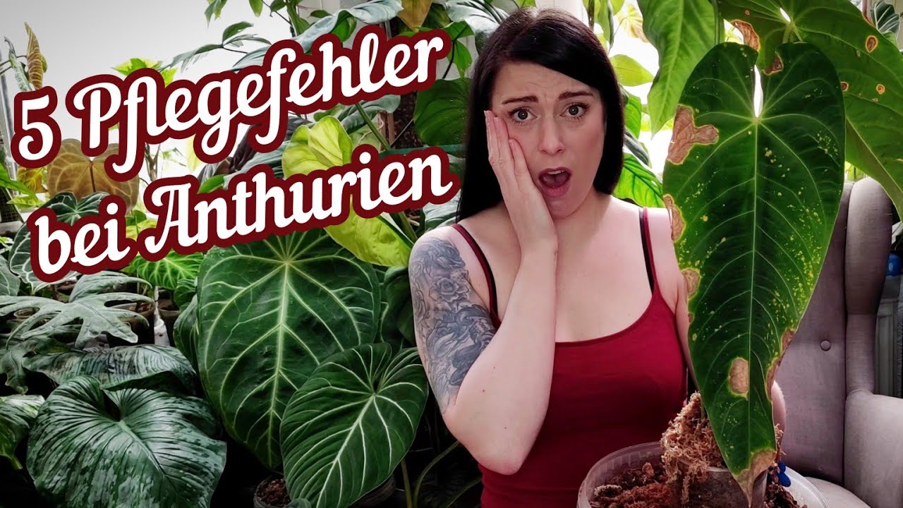 standort elefantenfuß XXL Elefantenfuß Nolina kaufen – Green Me Up main image 1