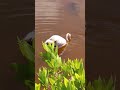 American Flamingo (Phoenicopterus ruber) Habitat #flamingobird #birdfacts #wildlife