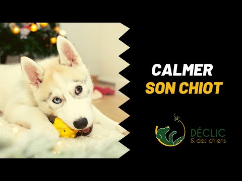 Vidéo: Obtenir un chiot ne pas mâcher