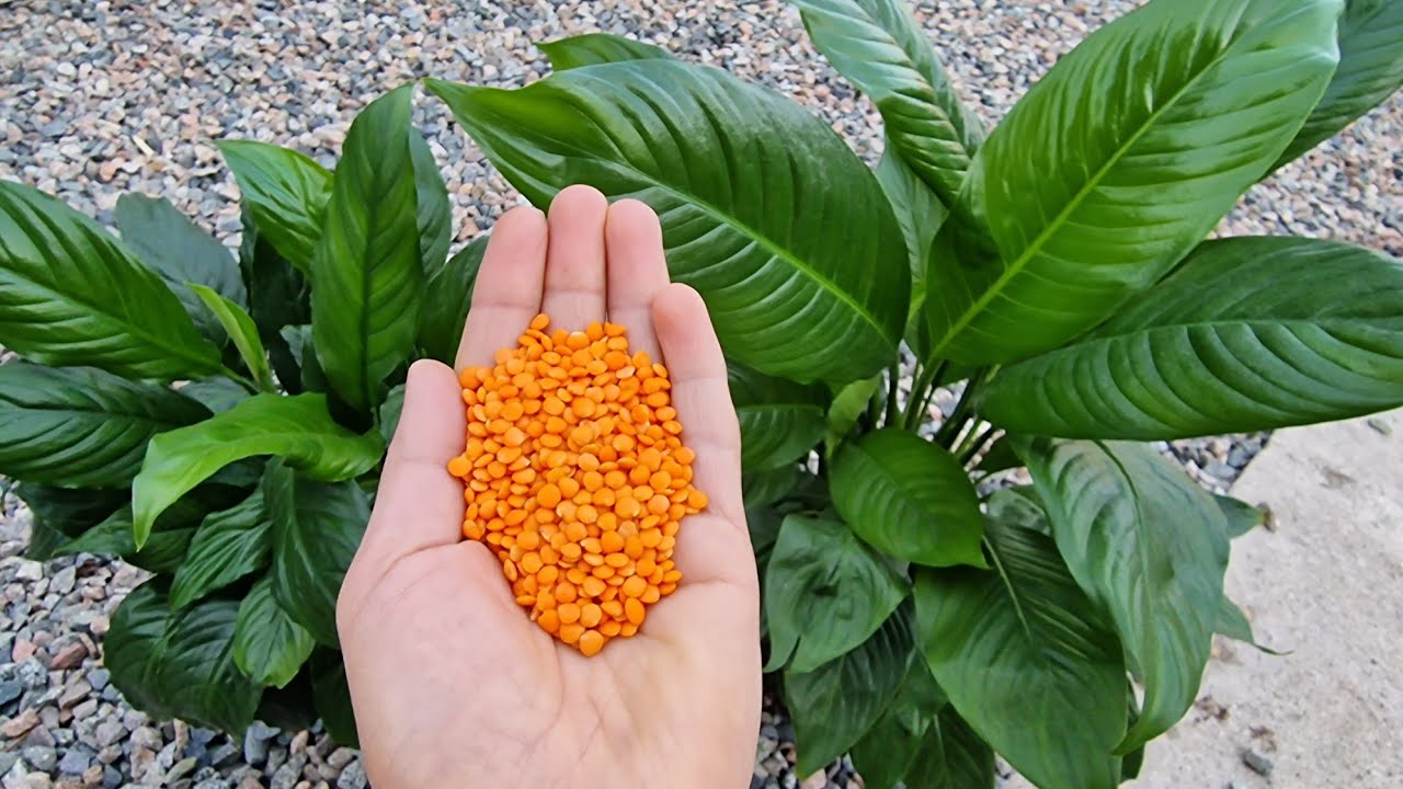 ŞOK OLDUM,/Barış Çiçeği ÇILDIRDI Sadece bunu VERDİM😉Coşdukca coştular/ Barış çiçeği