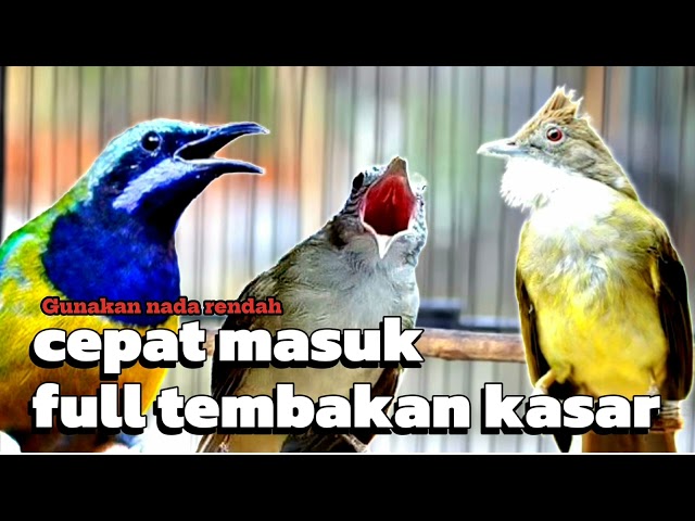 MASTERAN FULL TEMBAKAN KASAR CEPAT MASUK || cucak jenggot kapas tembak cucak cungkok class=