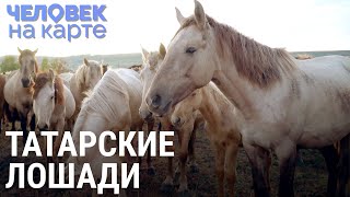 Татарские лошади | ЧЕЛОВЕК НА КАРТЕ