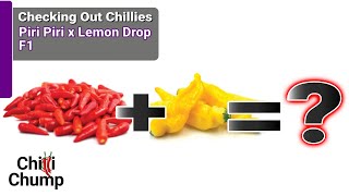 CC Lemon Piri : A New Chilli! 🌶 🎉 Episode 18: Checking out Chillies with ChilliChump