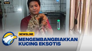 Pasutri di Malang Raup Pundi dari Beternak Kucing Bengal