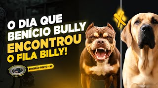 AMERICAN BULLY — BENÍCIO & BILLY — AGRESSIVOS, DIFERENTES, DOMINADOS