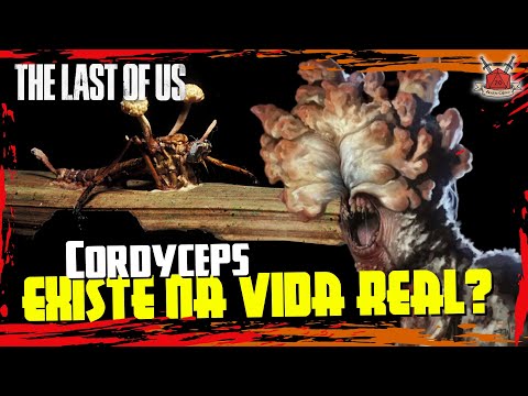 Hifas da Terra, la empresa de Galicia que cultiva cordyceps : «'The Last of  Us' no podría ocurrir nunca»