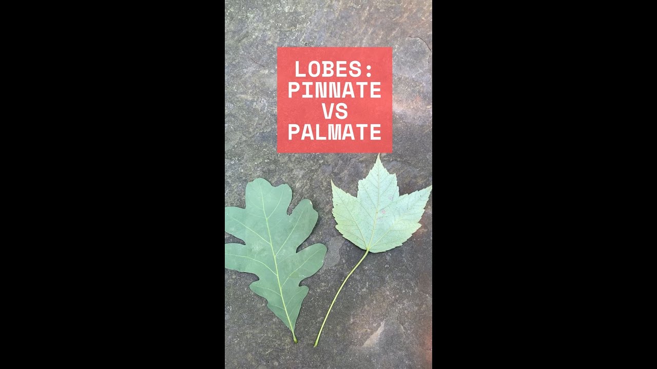 Leaf Lobe Diversity!