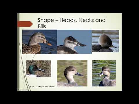 Winter Ducks of the Boise River