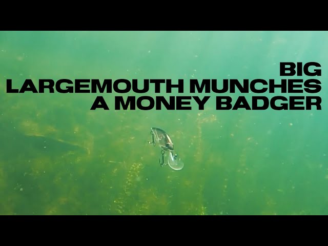 Big Largemouth Munches a Money Badger 