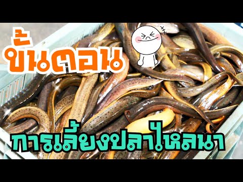 5 ขั้นตอนการเลี้ยงปลาไหลนา I สัตว์น้ำเศรษฐกิจ...