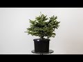 How to Make a Bonsai