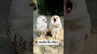 মা লক্ষ্মীর বাহন পেঁচা