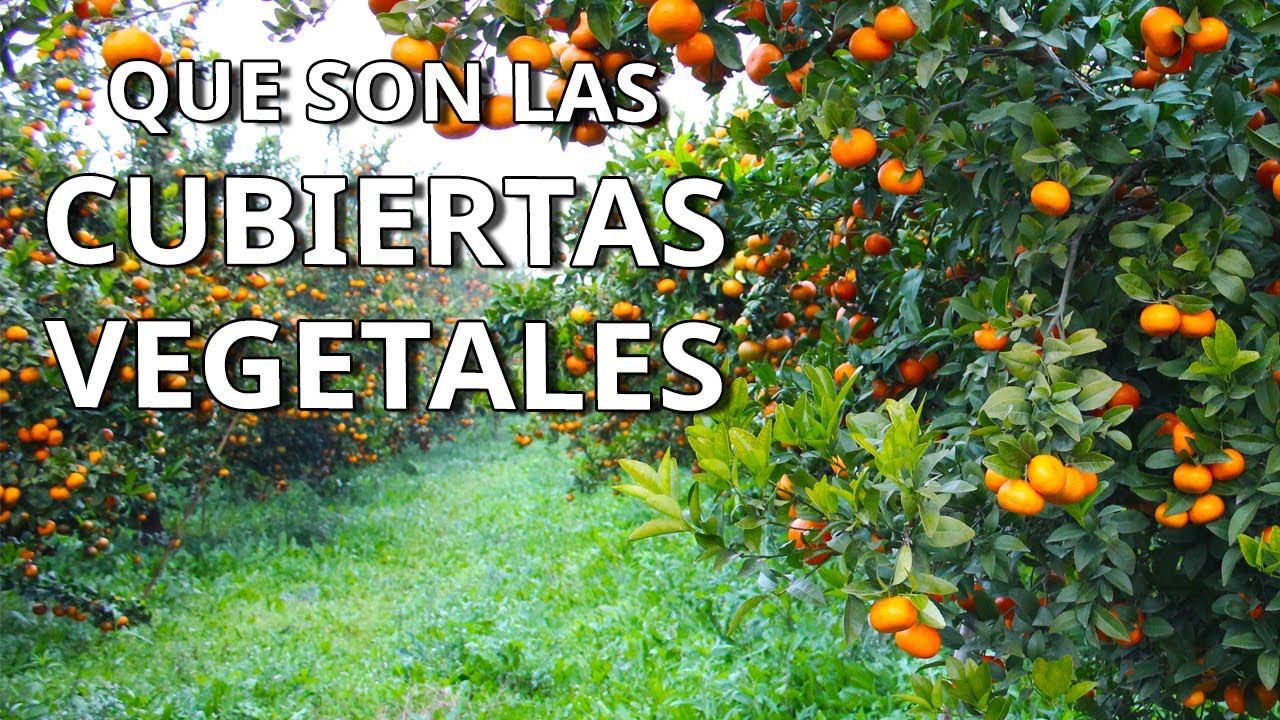 Que es la CUBIERTA VEGETAL y cuales son sus VENTAJAS en la AGRICULTURA ECOLÓGICA y Convencional.