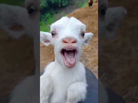 معزة ام لسان طويل معزة تاكل برتقال خروف العيد  راعي الاغنام