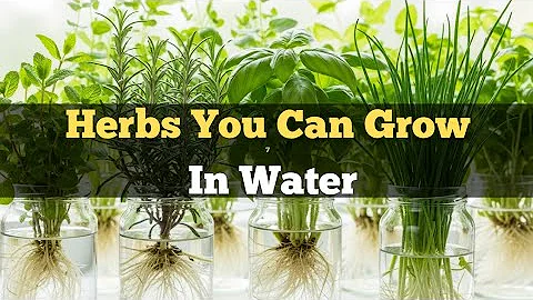 10 Herb Plants You Can Grow In Water! No Soil Needed