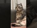 【元動画】猫ミームで有名の猫#猫 #猫ミーム #元動画 #youtubeshorts #tiktok #伸びろ #はやりのやつ #shorts