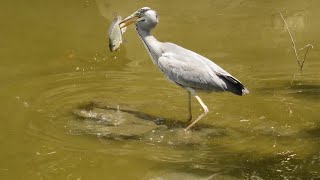 蒼鷺刺魚（Ardea cinerea）