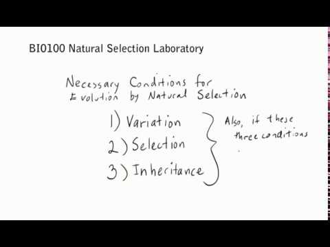 BIO110 Natural Selection Laboratory - YouTube