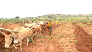 KILIMO KWA KUTUMIA NG'OMBE (AGRICULTURE)